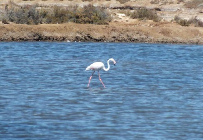 Apartamento en Tavira - APARTMENT JOSIE, Town Centre Apartamento en Tavira - APARTMENT JOSIE, Town Centre